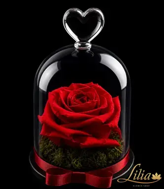 lilia.bg