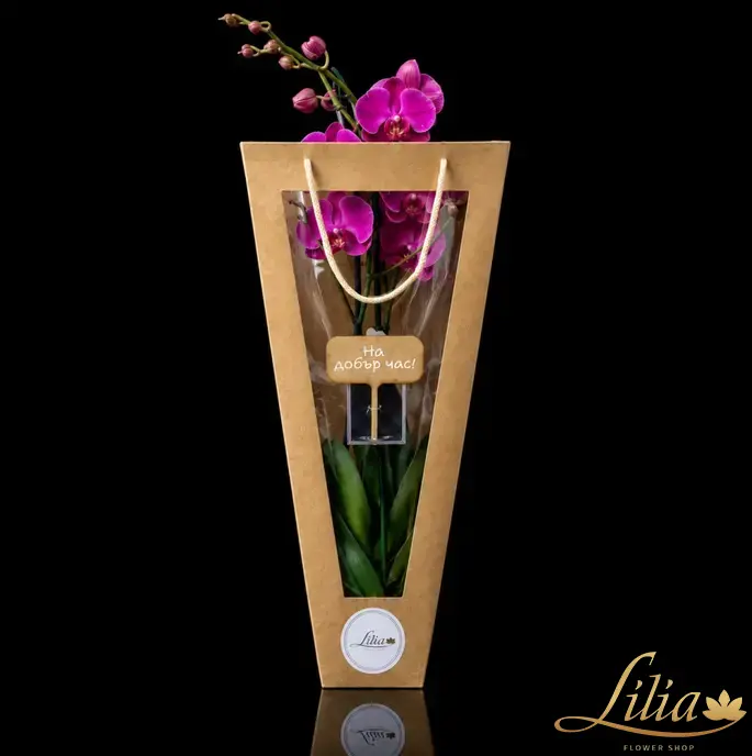 lilia.bg